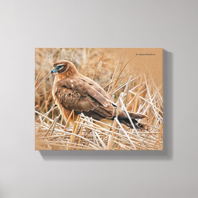 Beautiful Female Northern Harrier in the Marsh Canvas Print (Front)