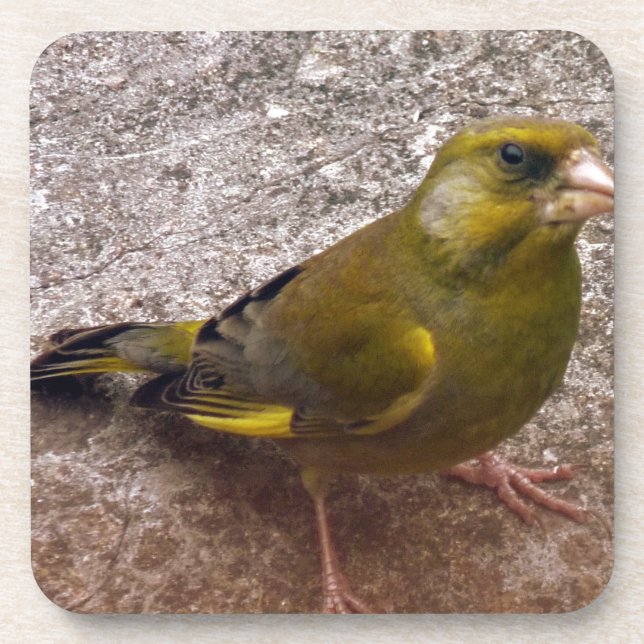 Beautiful Finch Coaster (Front)