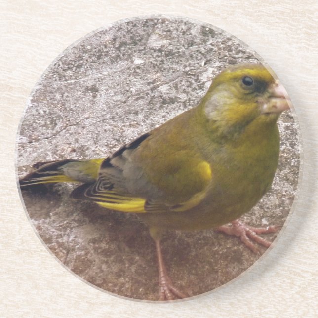 Beautiful Finch Coaster (Front)