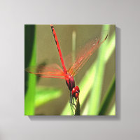 Beautiful Firecracker Dragonfly Acrylic Painting