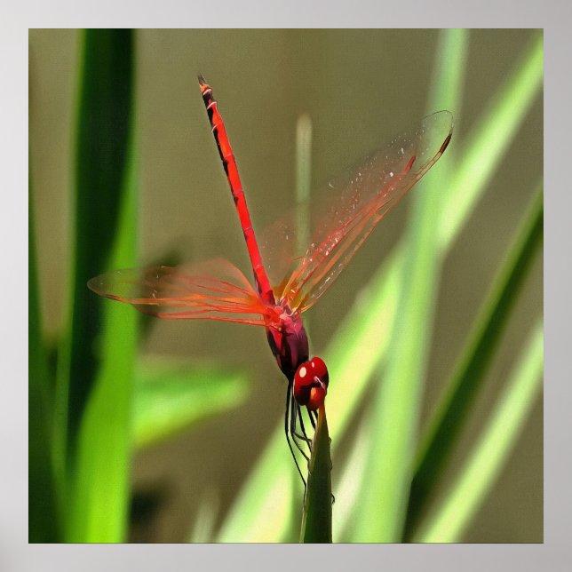 Beautiful Firecracker Dragonfly Acrylic Painting Poster (Front)