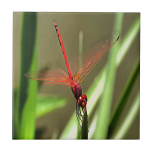 Beautiful Firecracker Dragonfly Acrylic Painting Tile