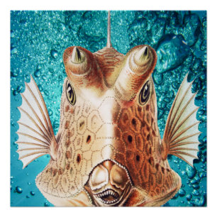 Beautiful Fish Art by Earnst Haeckel Poster