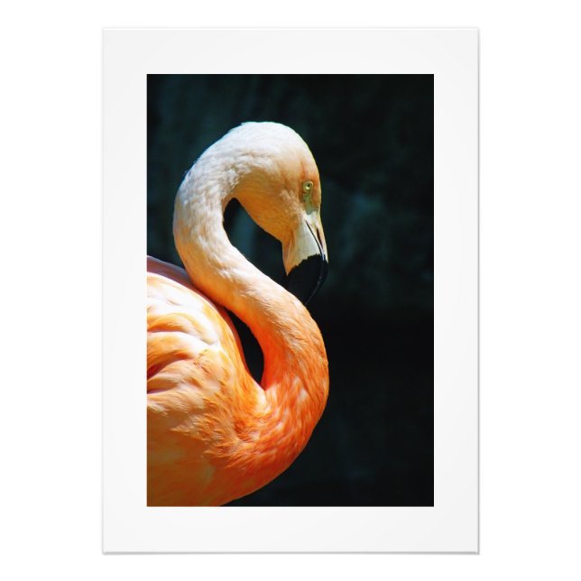 Beautiful Flamingo Poster/Print! Photo Print (Front)