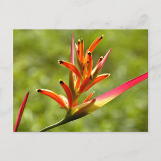 Beautiful Flora in Belize Postcard