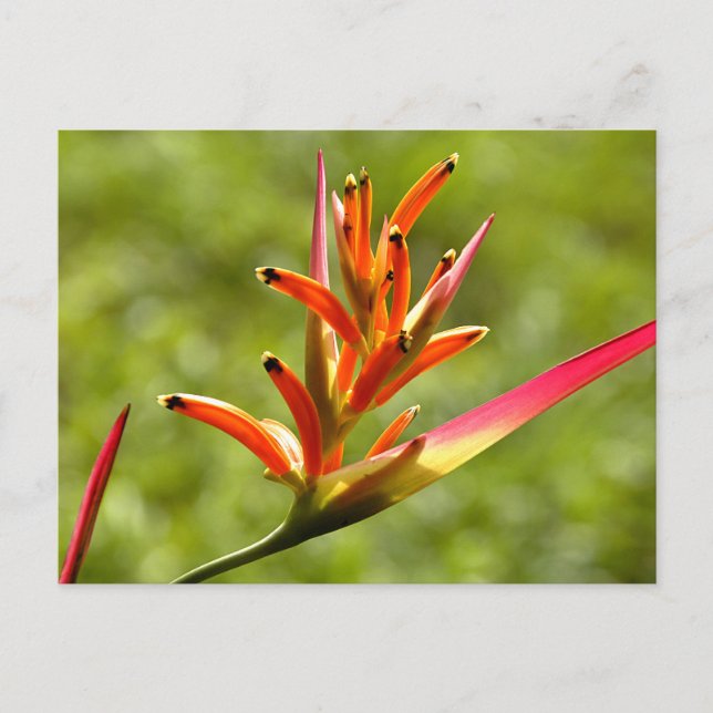Beautiful Flora in Belize Postcard (Front)