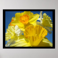Beautiful Floral art prints Botanical Daffodils