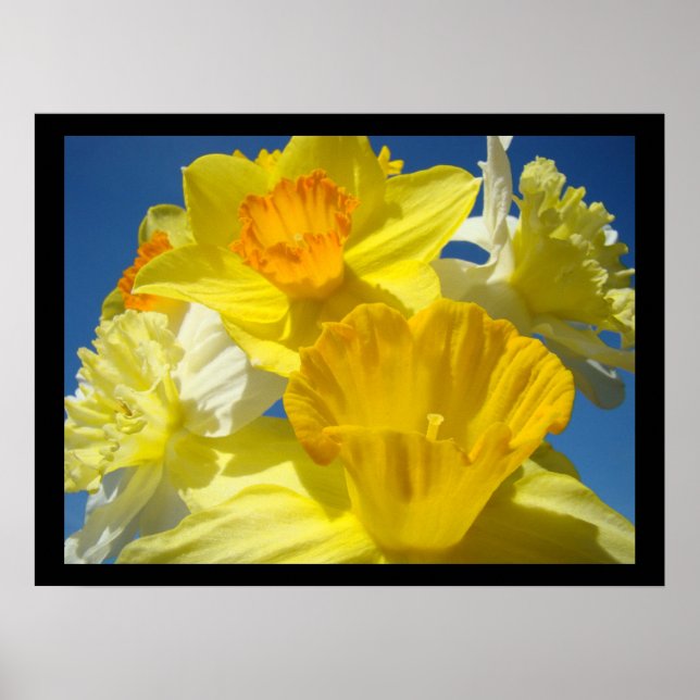 Beautiful Floral art prints Botanical Daffodils (Front)