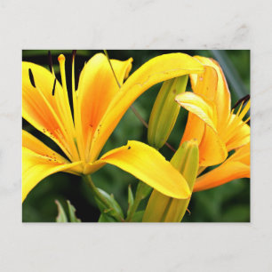 Beautiful Floral Yellow Lilies Postcard