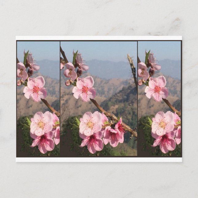 Beautiful Flower India UttraKHAND Fruit plantation Postcard (Front)