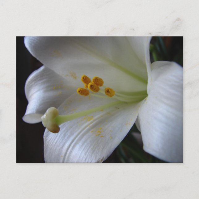 Beautiful Flower Postcard (Front)