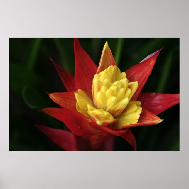 Beautiful Flower Poster (Front)