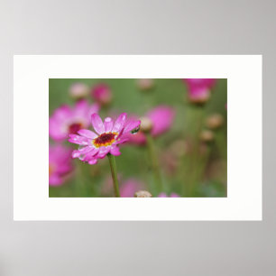 Beautiful Flower with a drop of rain Poster