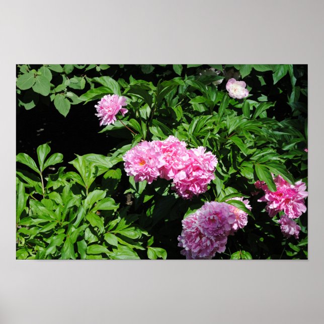 Beautiful Flowering Bush Poster (Front)