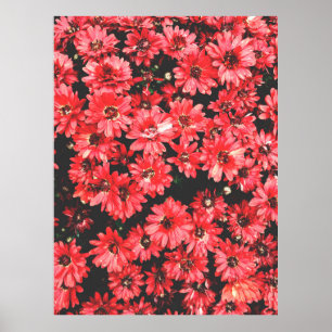beautiful flowers of red colour, flower pattern, b poster