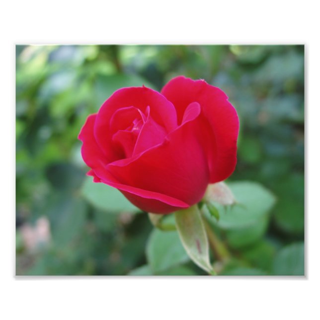 Beautiful Flowers Photo Print (Front)