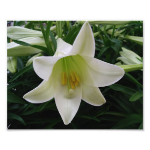 Beautiful Flowers Photo Print