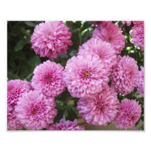Beautiful Flowers Photo Print