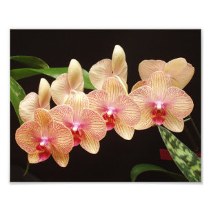 Beautiful Flowers Photo Print