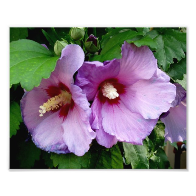 Beautiful Flowers Photo Print (Front)