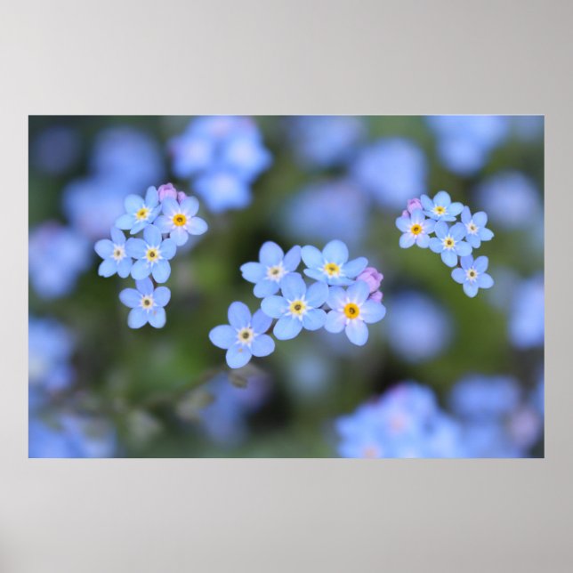 Beautiful Forget-me-not flowers  Poster (Front)