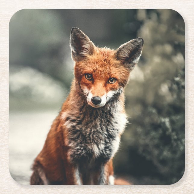 Beautiful Fox in the Wild Square Paper Coaster (Front)