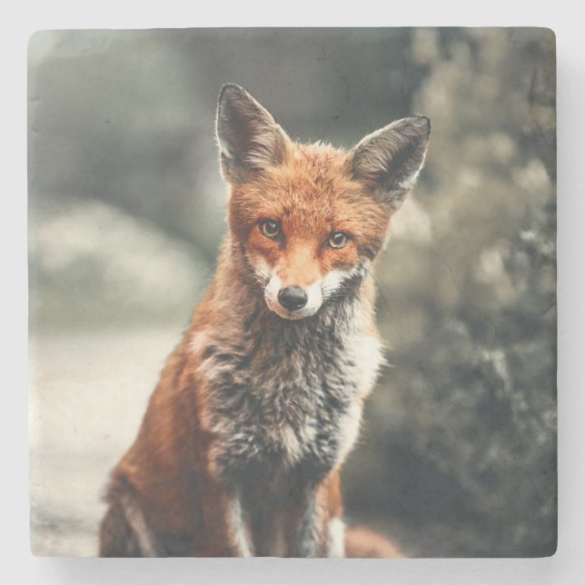 Beautiful Fox in the Wild Stone Coaster (Front)