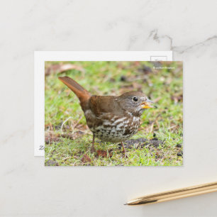 Beautiful Fox Sparrow Songbird in Grass Postcard