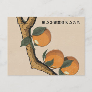 Beautiful Fresh Oranges Postcard