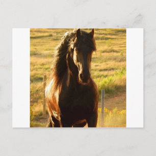 BEAUTIFUL FRIESIAN HORSE STALLION POSTCARD