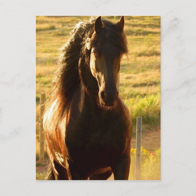 BEAUTIFUL FRIESIAN HORSE STALLION POSTCARD (Front)