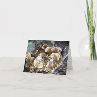 Beautiful Fungus Note Card