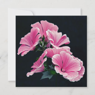Beautiful Garden Pink Mallow Roses Flowers Card