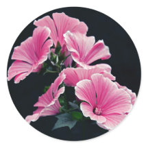 Beautiful Garden Pink Mallow Roses Flowers