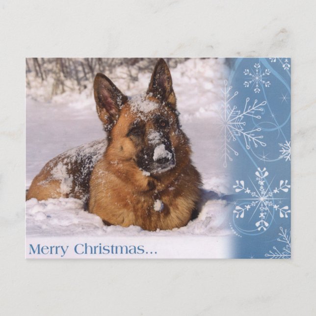 Beautiful  German Shepherd Dog in snow Holiday Postcard (Front)