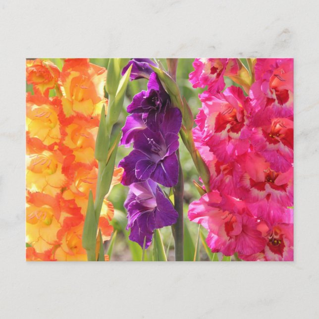 Beautiful Gladiolus Blooms Postcard (Front)