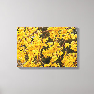 Beautiful Golden Forsythia Shrub Canvas Print