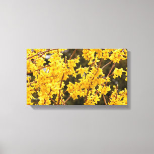 Beautiful Golden Forsythia Shrub Canvas Print