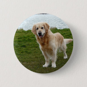 Beautiful Golden Retriever Dog Standing 2 Inch Round Button