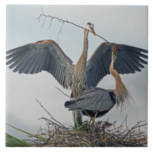 Beautiful Great Blue Heron Family (photo) Tile