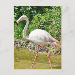 Beautiful Greater Flamingo - Postcard