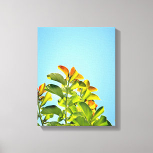 beautiful green and orange plant hugging a clear canvas print
