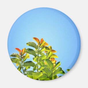 beautiful green and orange plant hugging a clear magnet