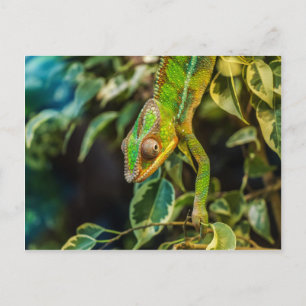 Beautiful green chameleon postcard