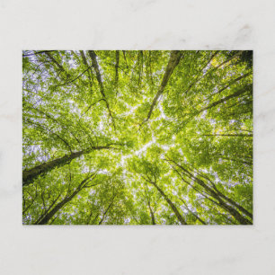 Beautiful Green Forest Postcard