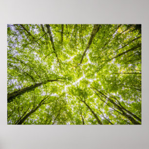 Beautiful Green Forest Poster