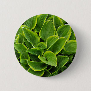 Beautiful green hosta plant 2 inch round button