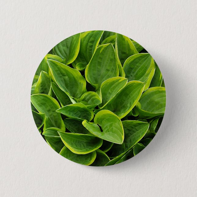 Beautiful green hosta plant 2 inch round button (Front)