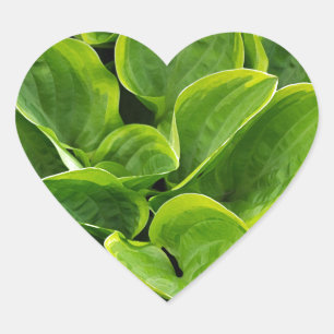 Beautiful green hosta plant heart sticker