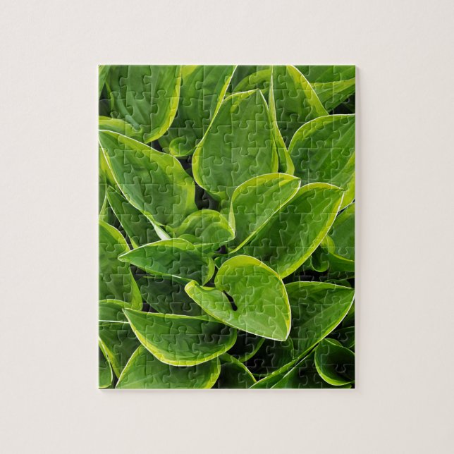 Beautiful green hosta plant jigsaw puzzle (Vertical)